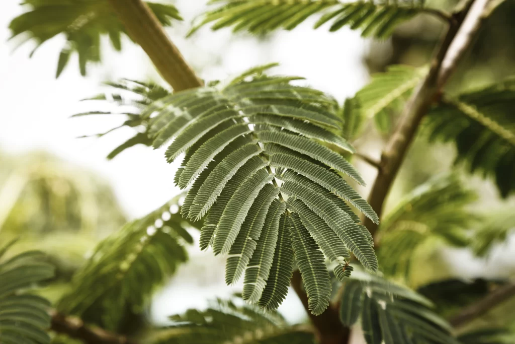 Areca-Bambu em ambiente iluminado ajudando na purificação do ar