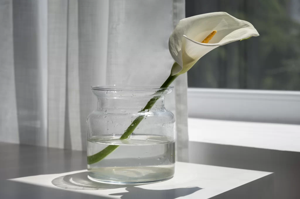Plantas Que Purificam o Ar