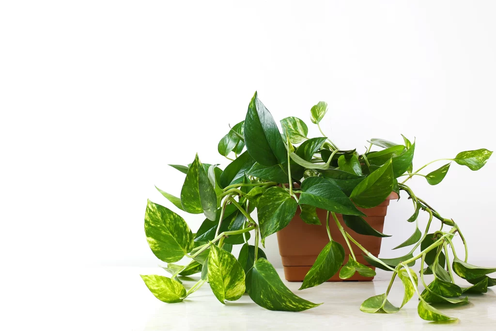 Planta Jiboia pendente purificando o ar do ambiente