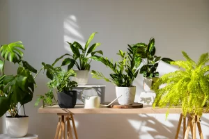 7 Plantas para Sala de Estar: Guia Completo 2025 + Dicas de Cuidados