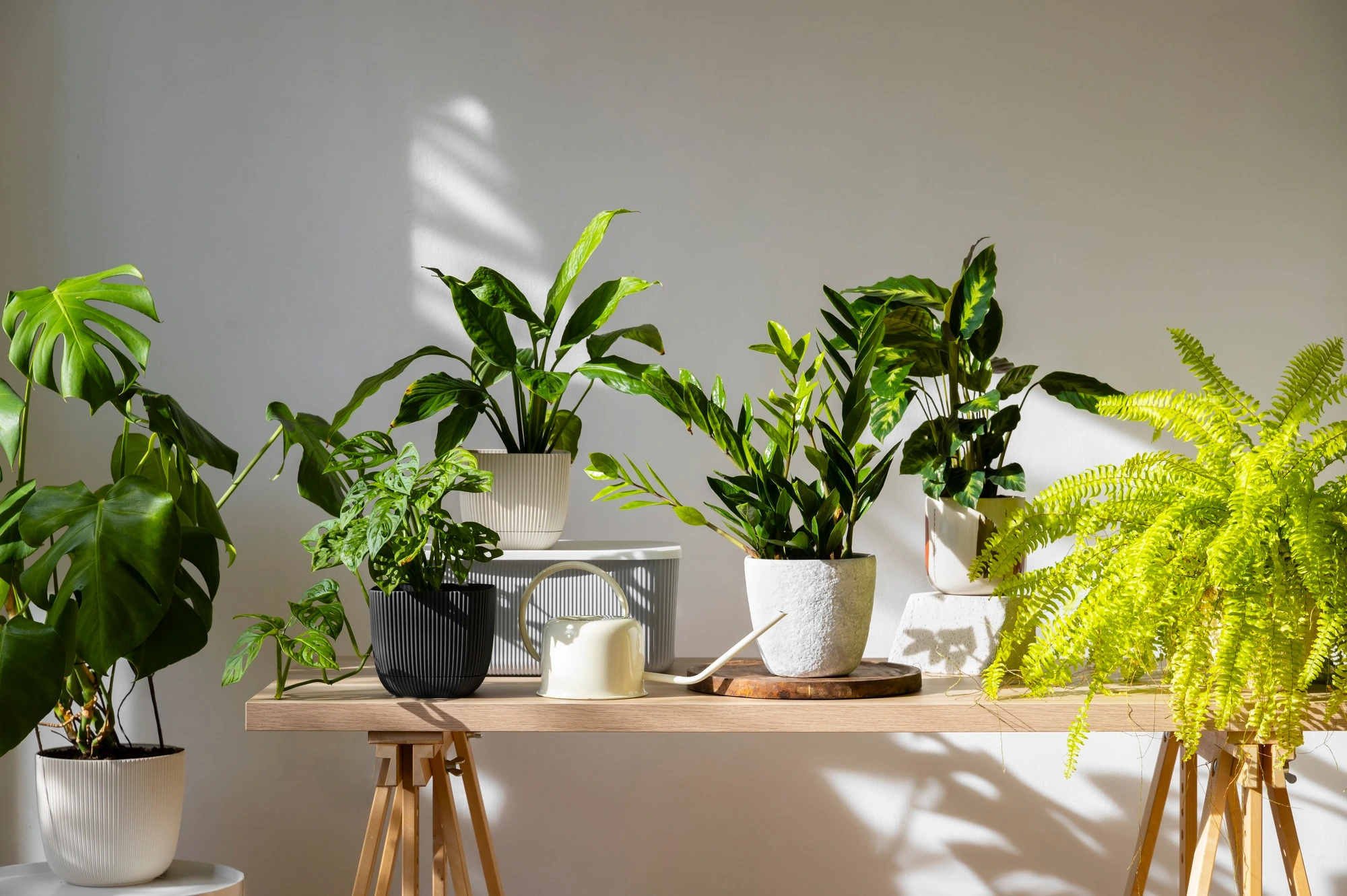 7 Plantas para Sala de Estar: Guia Completo 2025 + Dicas de Cuidados